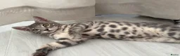 Bengal cats for sale: Pedigree Silver Bengal kitten in London - Advert 5
