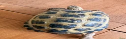 Tortoise reptiles for sale: Female tortoise girl  - Advert 4