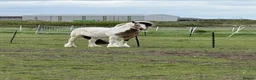 Irish Cob horses for sale: Stunning mare cob  in Canvey Island - Advert 3