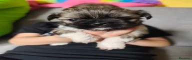 Shih Tzu Puppy 3