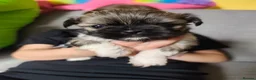 Shih Tzu dogs for sale: Shih tzu puppies rainbow liter in Basildon - Advert 9