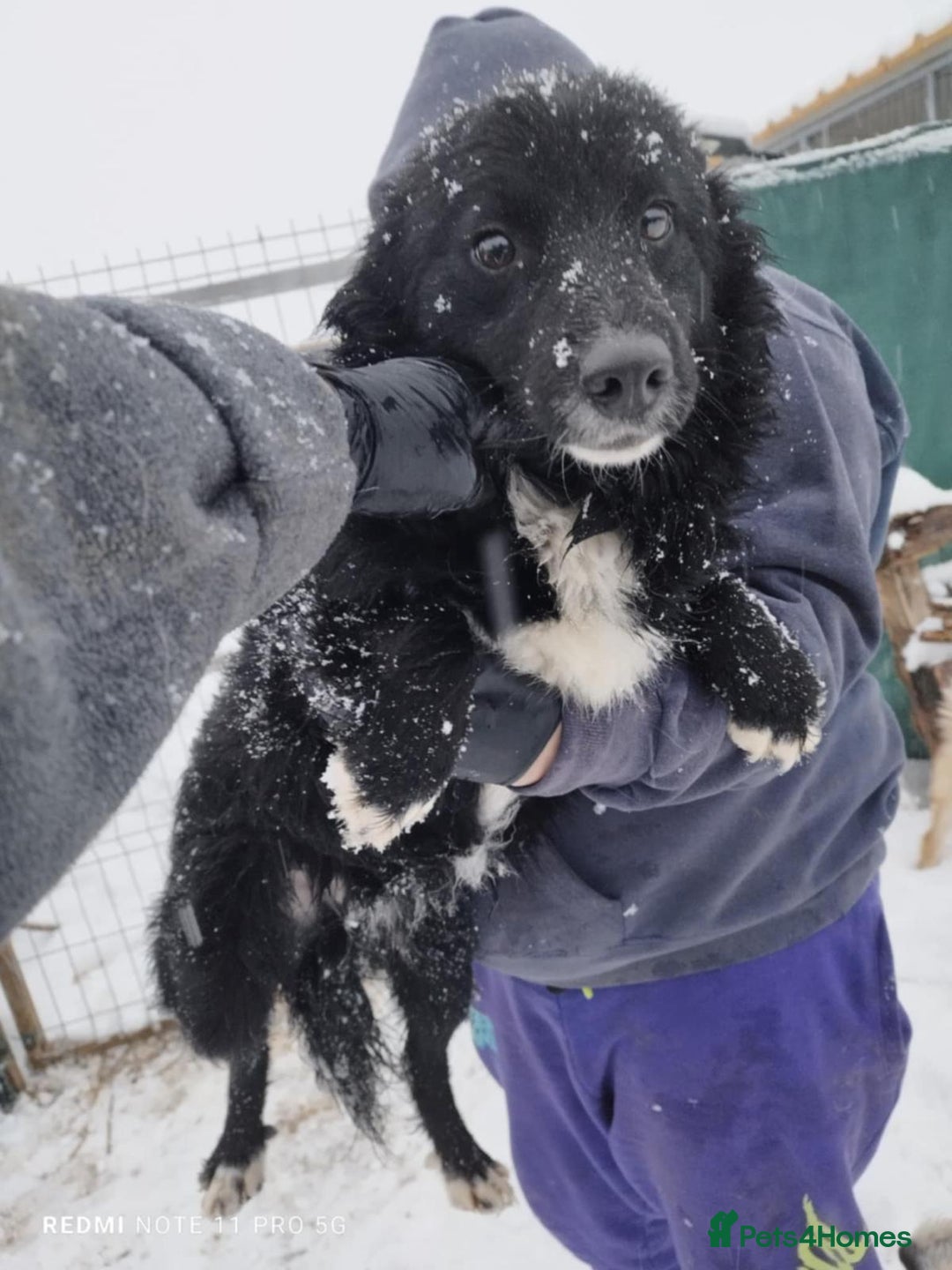 Mixed Breed dogs for adoption: 🖤 Mark 🖤 -  a Superb young Boy for a Loving Home - Advert 3