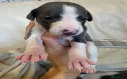 Whippet dogs for sale: KC Registered Blue Whippets - Image 4