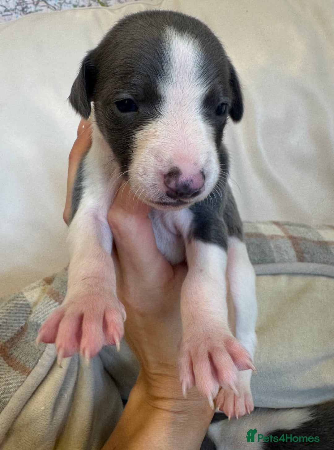 Whippet dogs for sale: KC Registered Blue Whippets - Image 4