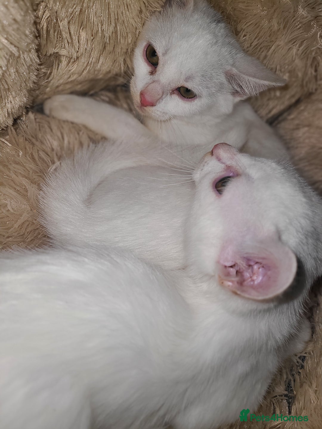 Mixed Breed cats for sale: 2 sister kittens Left  - Advert 4