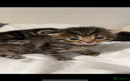 British Shorthair cats for sale: British shorthair, Russian blue and Persian mix   - Image 8