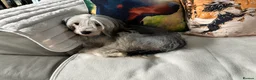 Chinese Crested dogs for sale: xX Chinese crested pups Xx - Advert 18