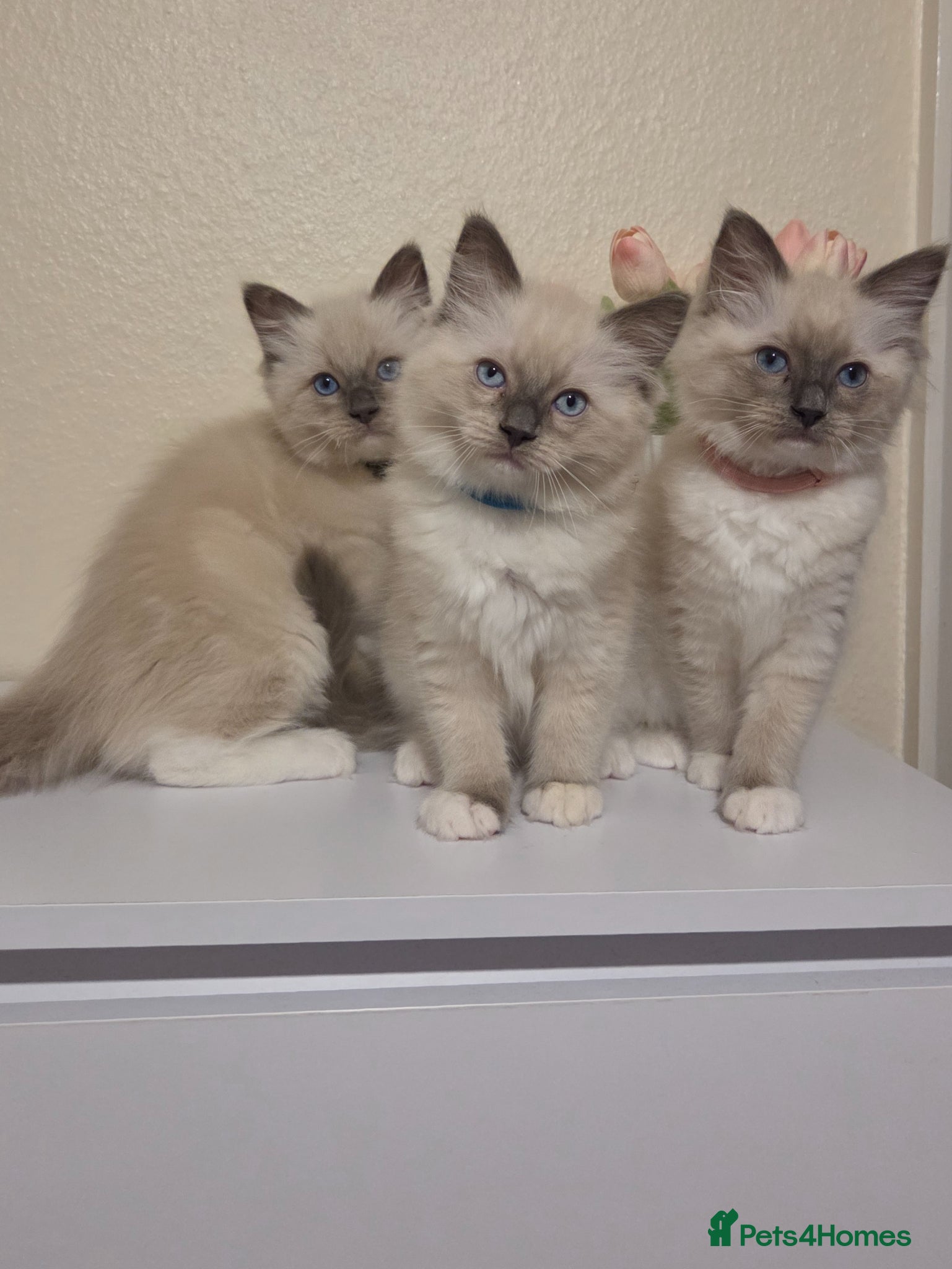 Ragdoll cats 🐾 Ragdoll Kittens Ready now !  - Advert 3