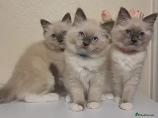 Ragdoll cats 🐾 Ragdoll Kittens Ready now ! - Advert 3