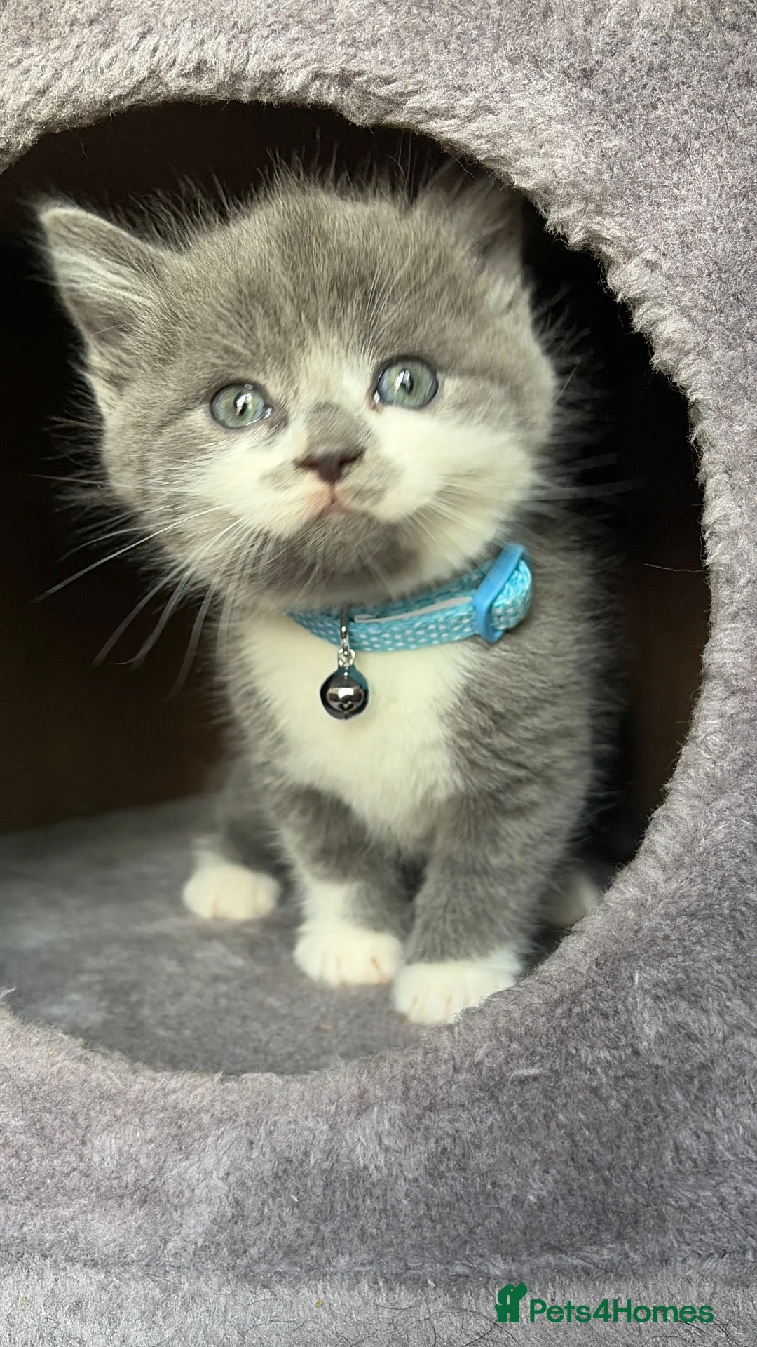 Mixed Breed cats for sale: Last boy kitten in Christchurch - Advert 2