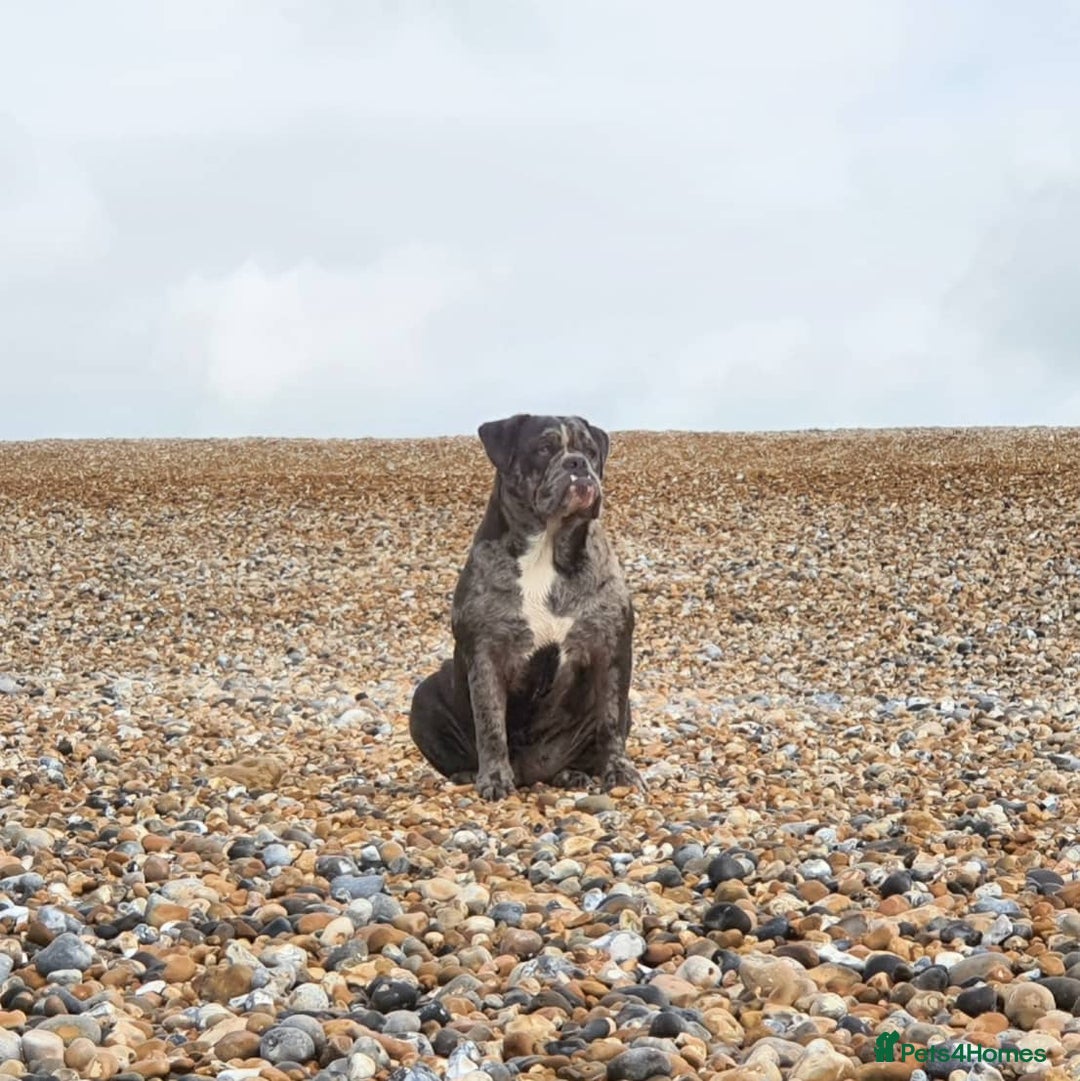 Olde English Bulldogge dogs for sale: 🐶 Litter pending – Olde English Bulldogge❤️ - Advert 6