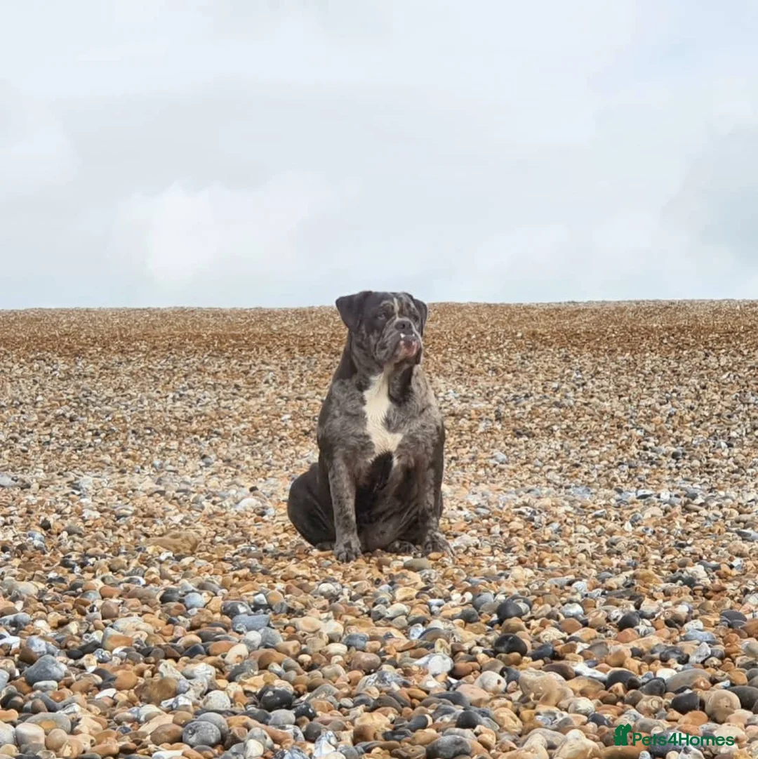 Olde English Bulldogge dogs for sale: F4 Olde English Bulldogge puppys❤️ - Advert 39