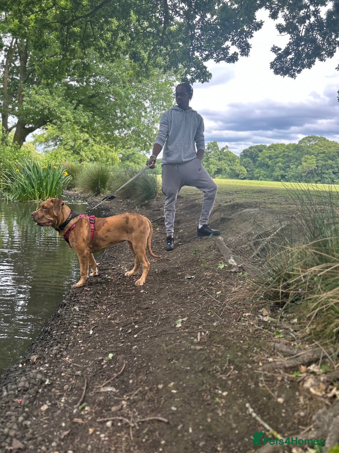 Mixed Breed dogs for sale: Beautiful cane corso NALA - Advert 4