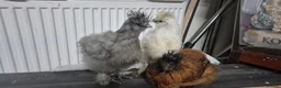 Chickens poultry for sale: 3 Pure‑bred Silkie Bantam Chickens|Collection only - Advert 6