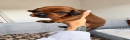 Mixed Breed dogs for sale: Irish setter cross Doberman puppies - Advert 26