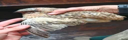 Quail poultry for sale: Free quail males. - Advert 5