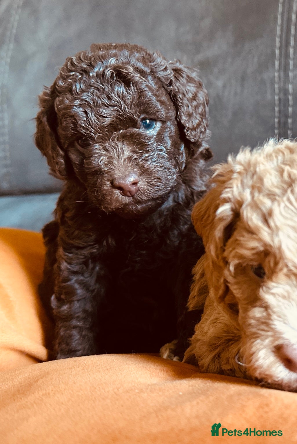 Labradoodle dogs 🐣Outstanding F1B Labradoodles 🐣 - Advert 3