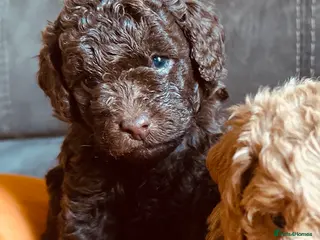 Labradoodle dogs 🐣Outstanding F1B Labradoodles 🐣 - Advert 3