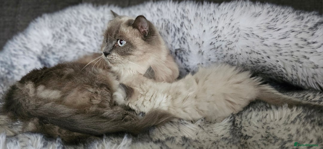 Ragdoll cats for sale: Girl ragdoll  - Advert 7