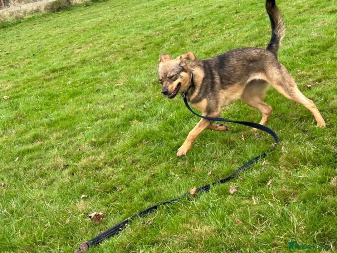 Mixed Breed dogs for adoption: Justice - Norwich Norfolk  in Norwich - Image 14