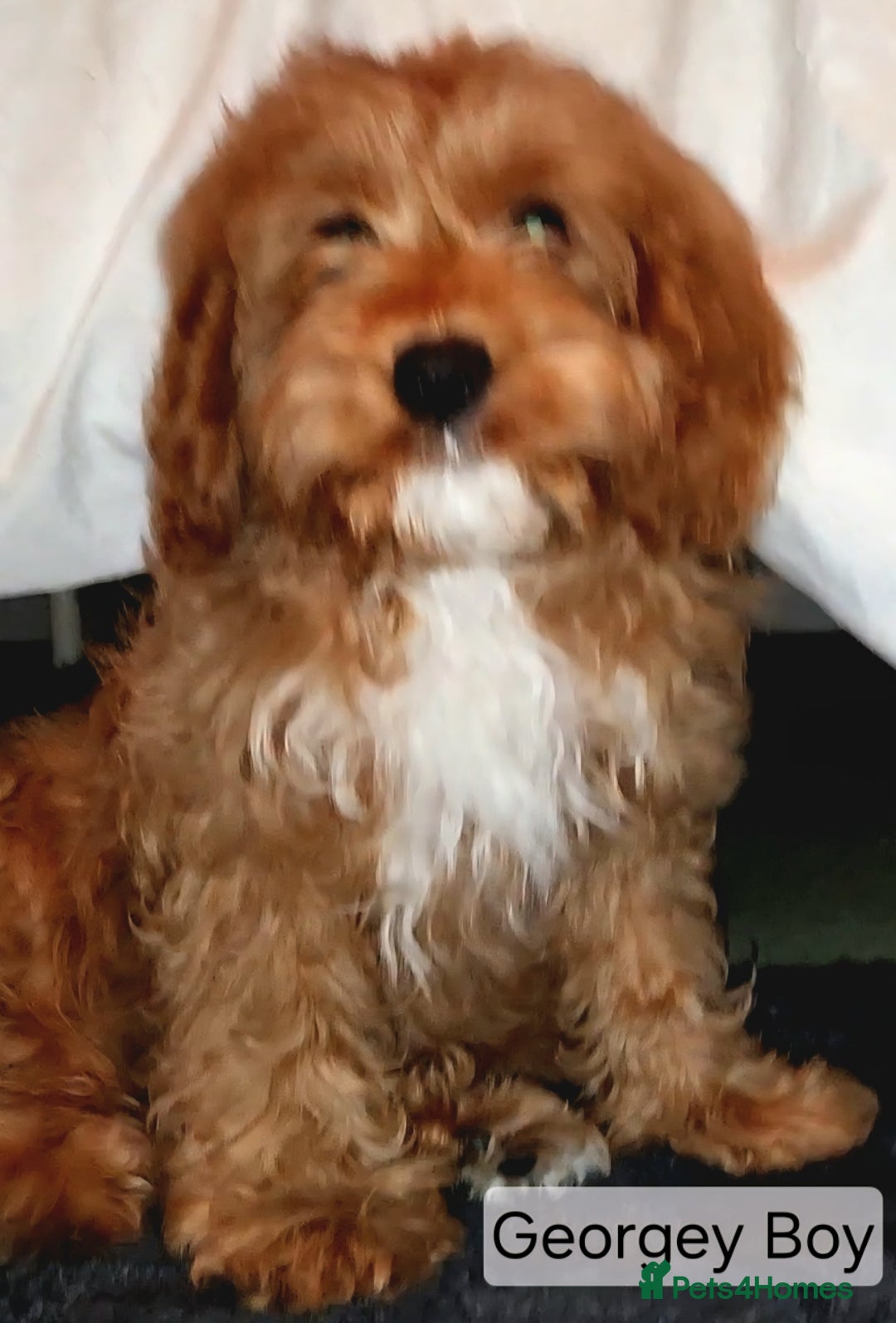 Cavapoo dogs for sale: Miniature Cavapoo Puppies – Home Reared !!! - Advert 4