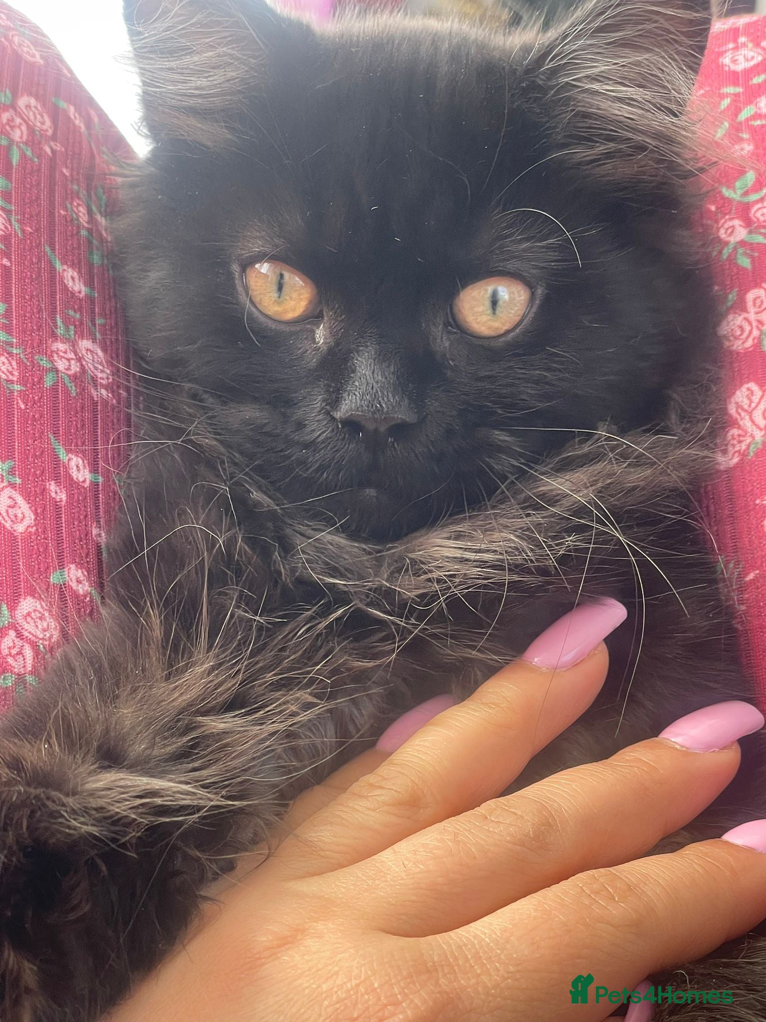 Mixed Breed cats Persian kittens for sale  - Advert 1