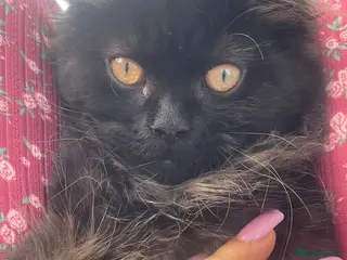 Mixed Breed cats Persian kittens for sale - Advert 1