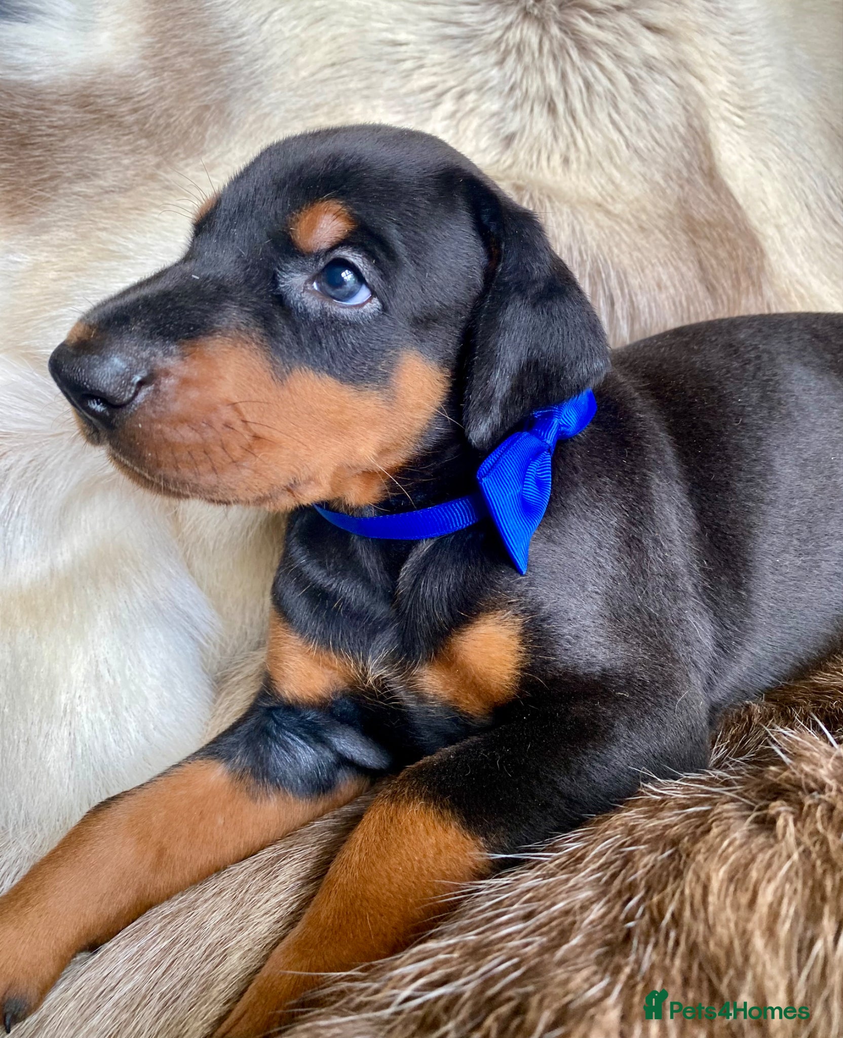 Dobermann dogs for sale: *KC REGISTERED* HEALTH TESTED DOBERMAN PUPPIES - Advert 36