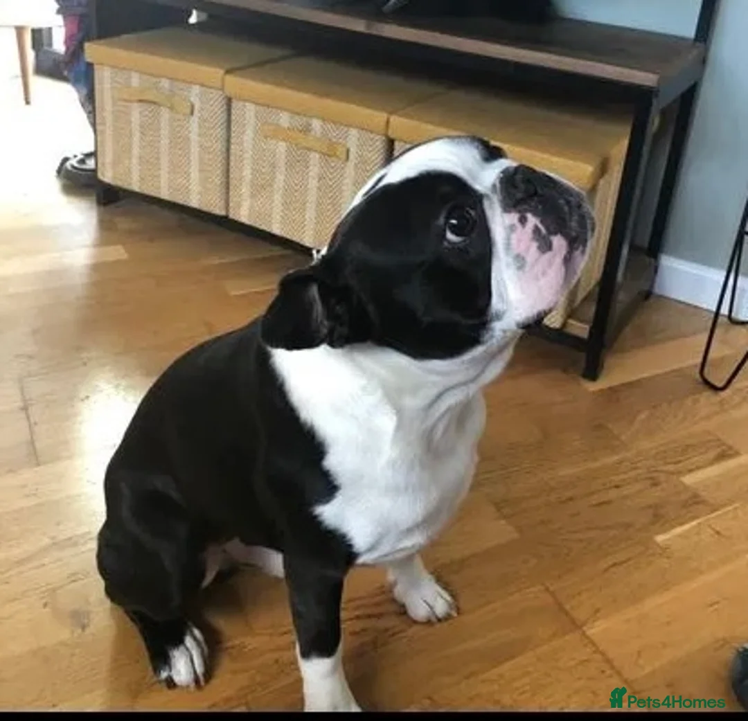 Boston Terrier dogs for stud: Outstanding champion lines in Doncaster - Advert 7