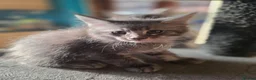 Maine Coon cats for sale:  Maine Coon Kittens Champion Bloodline  - Advert 12