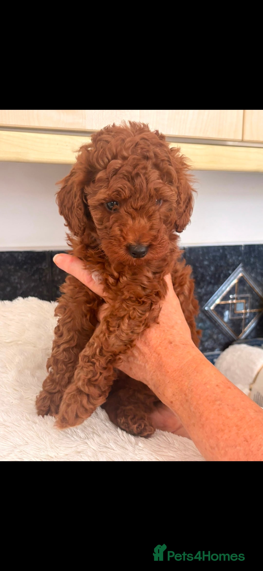 Cockapoo dogs Stunning toy cockapoos - Advert 2