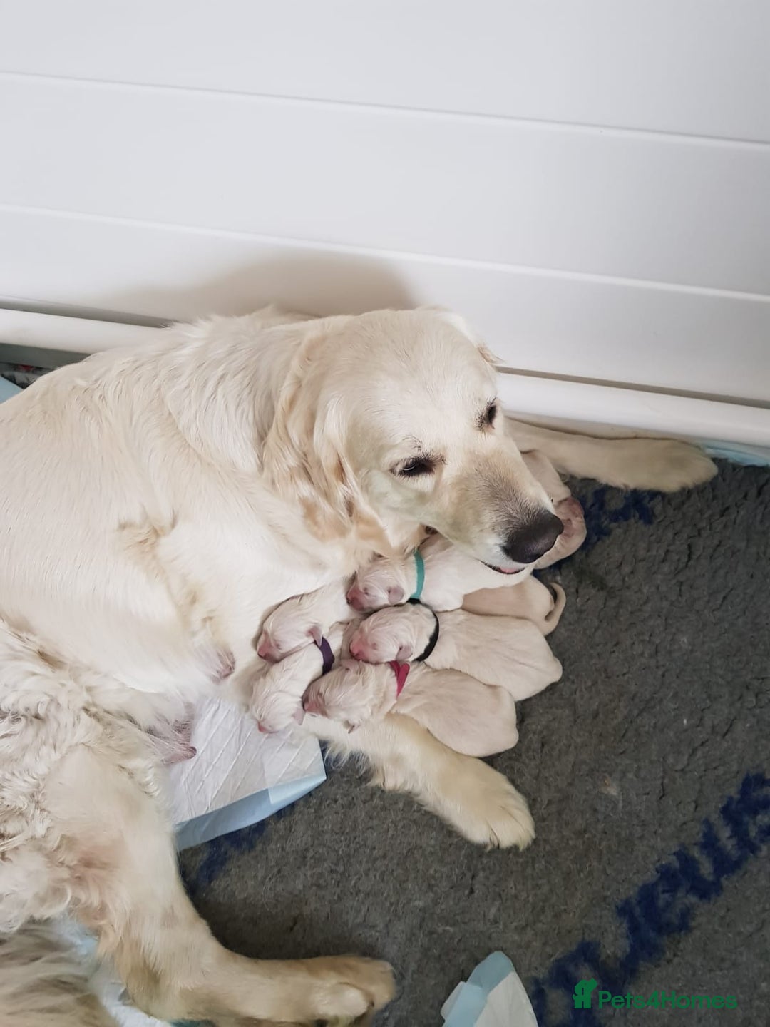 Golden Retriever dogs for sale: KC REG CHAMPIONSHIP BLOOD LINE BEAUTIFUL CREAM  - Image 5