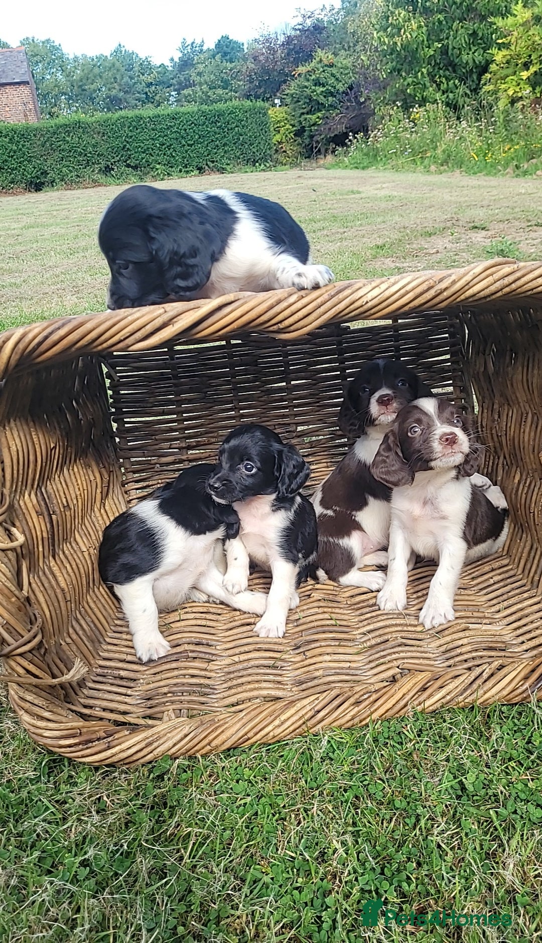 English Springer Spaniel dogs for sale: Kc reg English springer spaniel pups  - Image 7