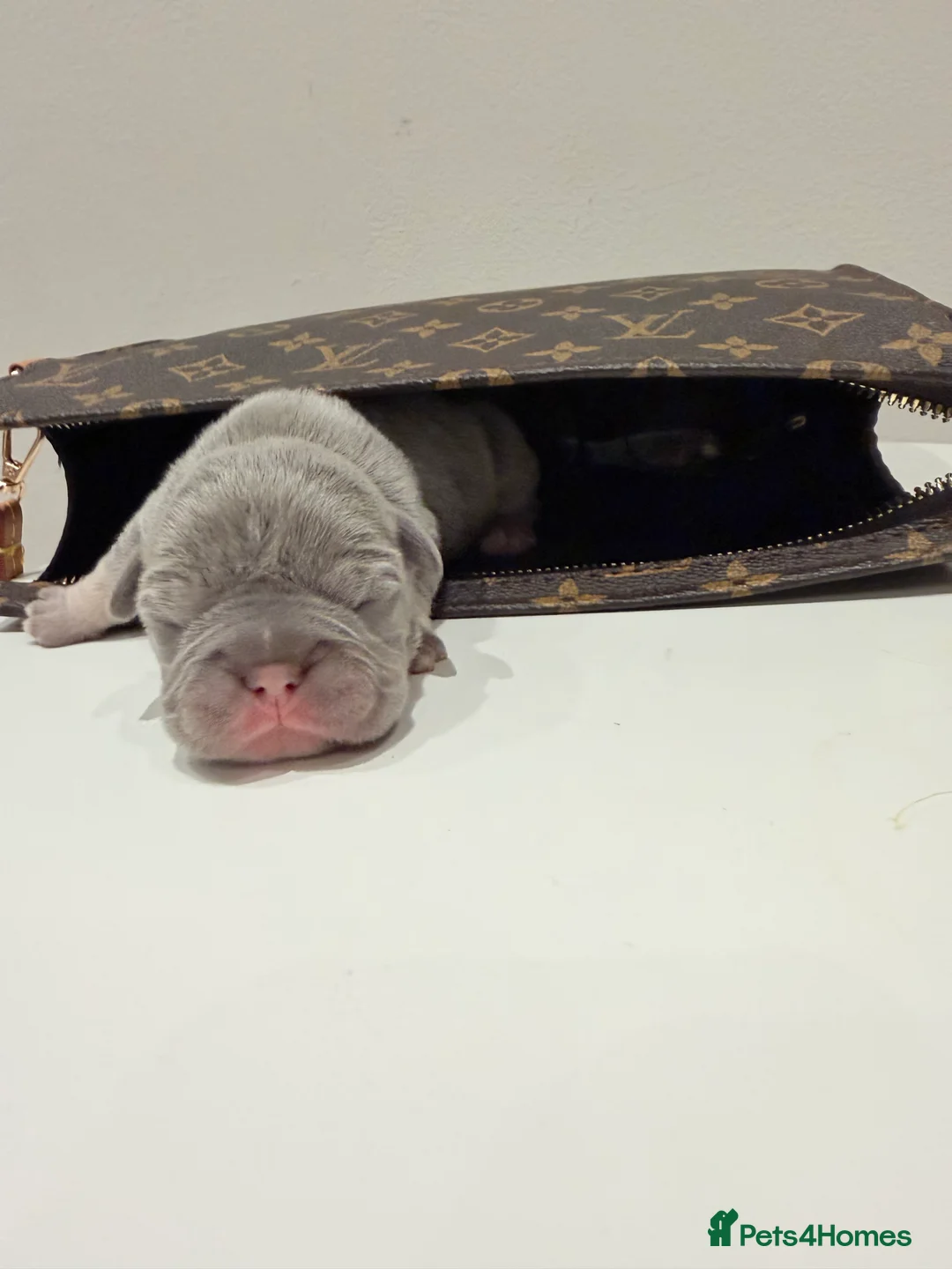 French Bulldog dogs for sale: 6 beautiful French bulldog puppies - Advert 10