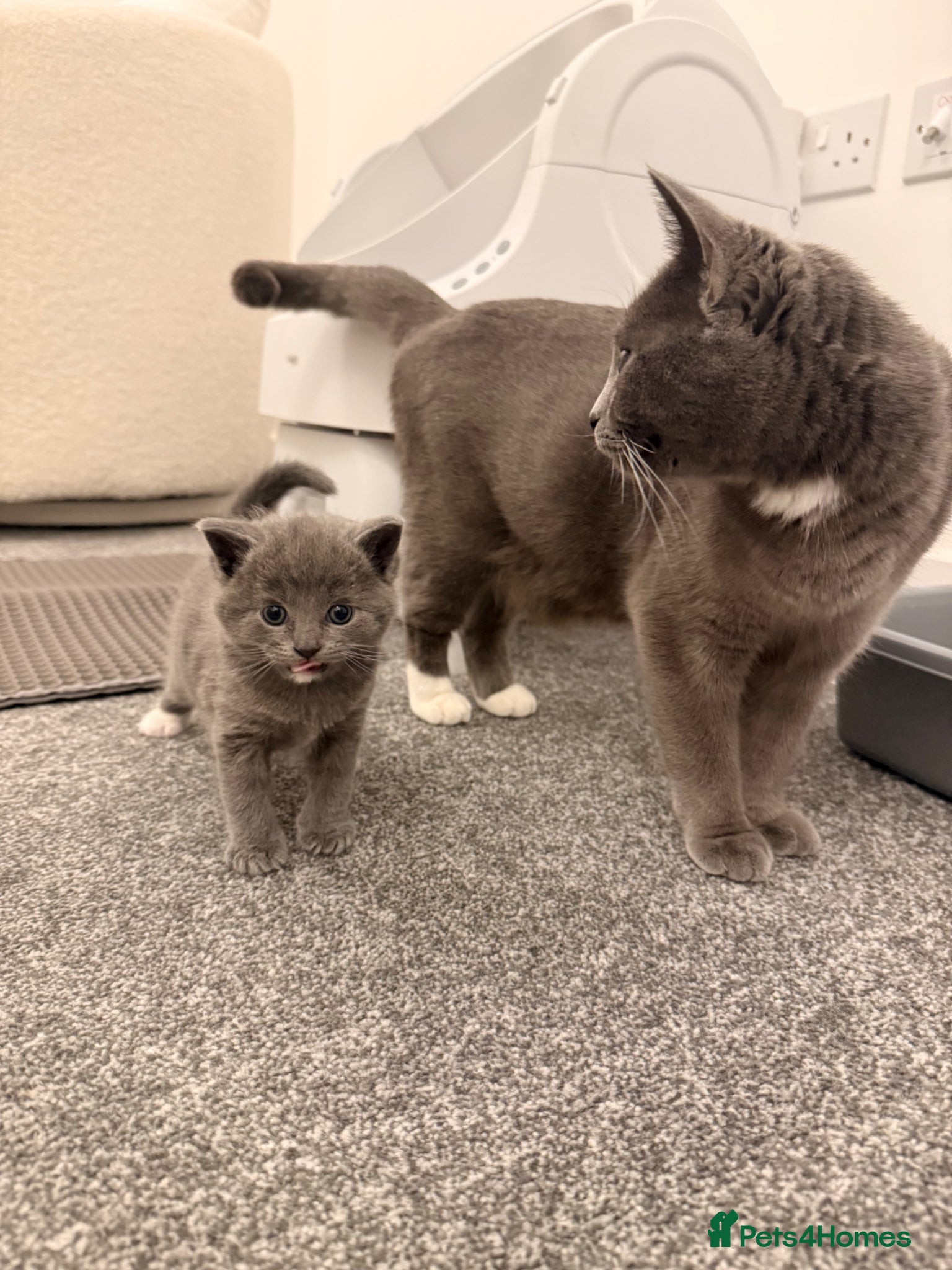 British Shorthair cats 3 British Shorthair Kittens, Ready for rehoming ❤️ - Advert 2