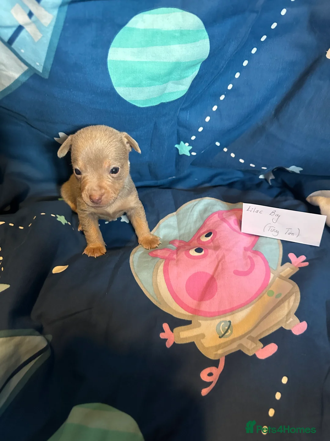 Jack Russell dogs for sale: Jack Russel puppies  - Advert 19