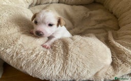 Jack Russell dogs for sale: Long/Broken coated Jack Russel - Image 4