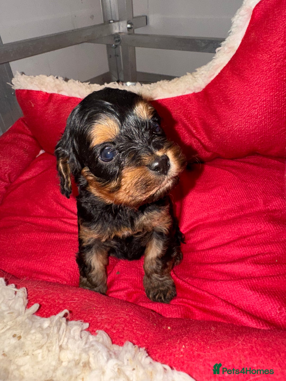 Cavapoo dogs for sale:   ✨ Adorable Miniature Cavapoo Puppies ✨ - Advert 19