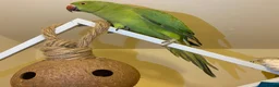 Parrots birds for sale: Indian ringnick parrot for sale  - Advert 6