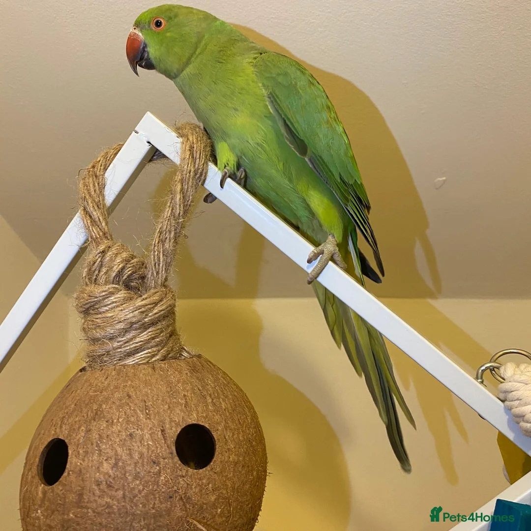 Parrots birds for sale: Indian ringnick parrot for sale  - Advert 6