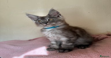 Maine Coon cats - Advert 12