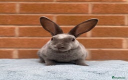 Rex rabbits for sale: Female & male mini rex rabbit kits VIENNA - Image 9