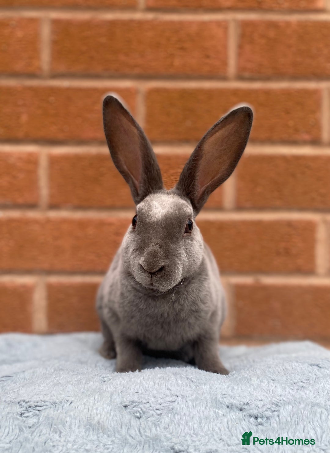Rex rabbits for sale: Female & male mini rex rabbit kits VIENNA - Image 9