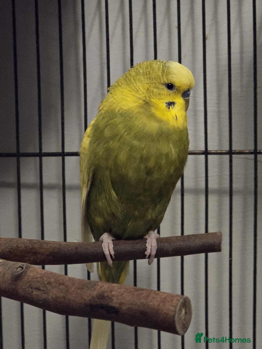 Budgerigars birds for sale: 4 Mixed Male Budgies For Sale - Image 5