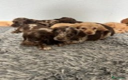 Cocker Spaniel dogs for sale: STUNNING COCKER SPANIEL PUPPIES  - Image 4