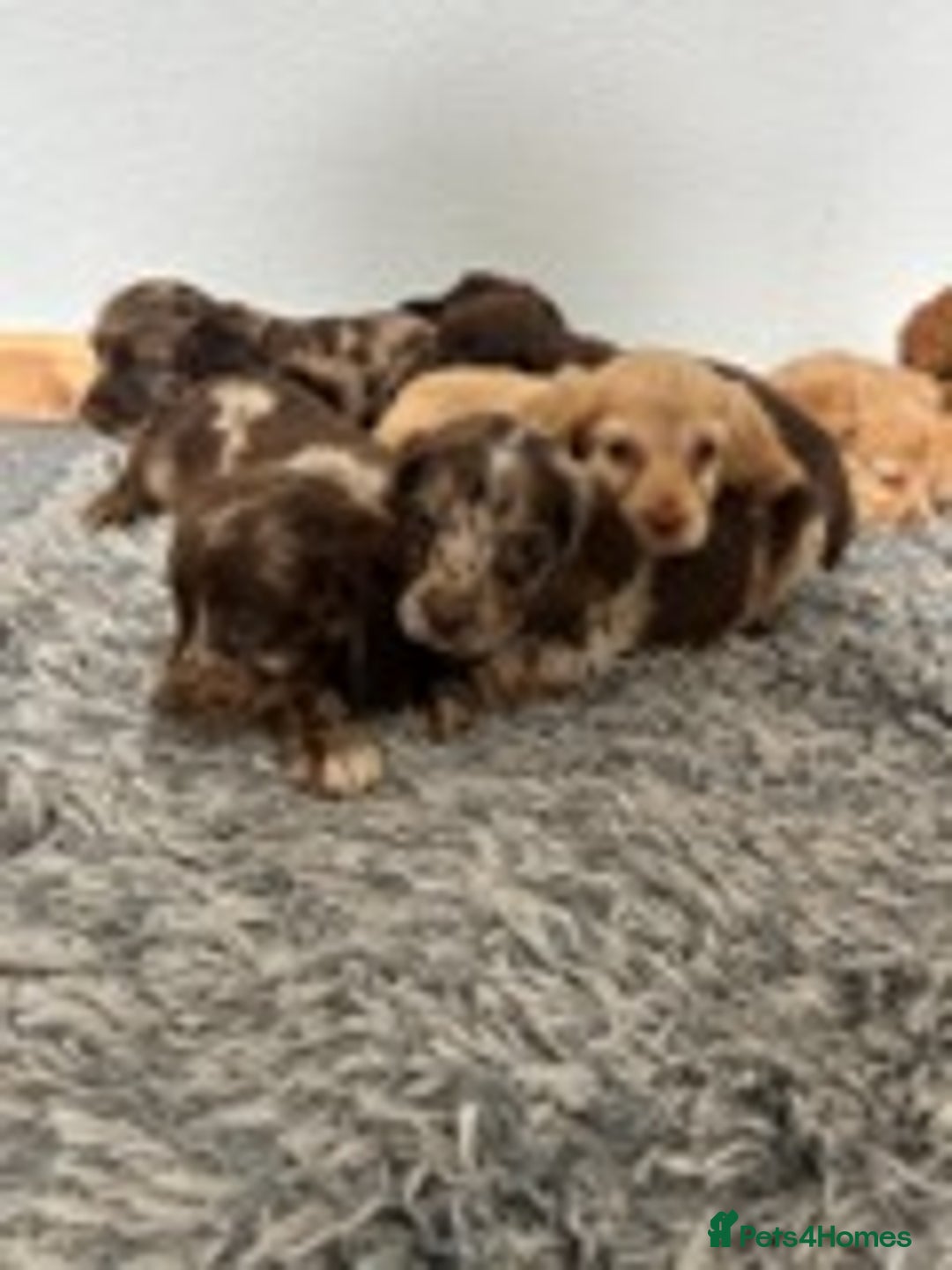 Cocker Spaniel dogs for sale: STUNNING COCKER SPANIEL PUPPIES  - Image 4