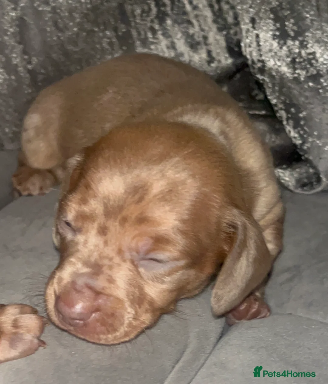 Miniature Dachshund dogs for sale: Kc dapple babies ready  **  weekend  in Leigh - Advert 7