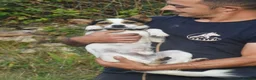 Mixed Breed dogs for adoption: Rasti in Alfreton - Advert 4