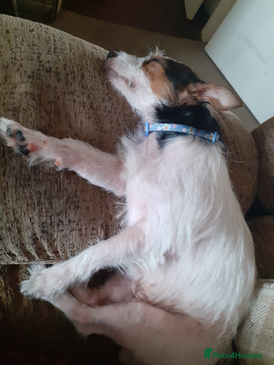 Jack Russell dogs for sale: Jack Russell nana - Image 2