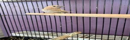 Finches birds for sale: Breeding pair finches  in Bolton - Advert 2